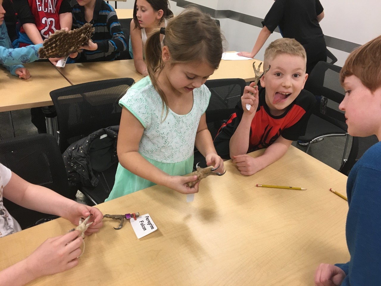 Elementary students having fun with bird specimens at Elementary STEM Day