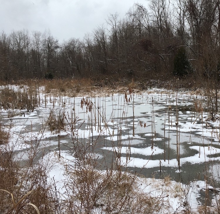 NKU REFS Wetlands in Winter