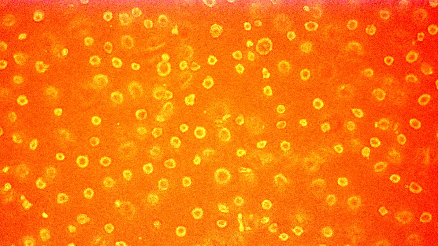 Katherina Nikzad-Terhune