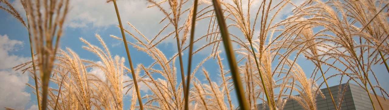 Neuromusculoskeletal Health