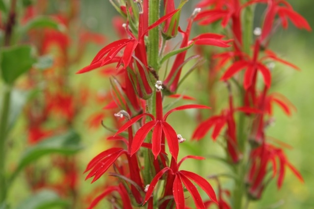 red flowers