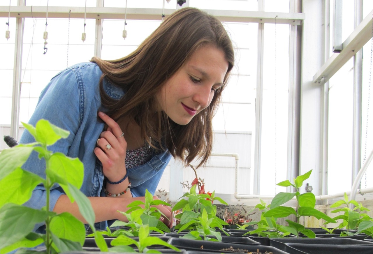 honeysuckle blight research in NKU greenhouse
