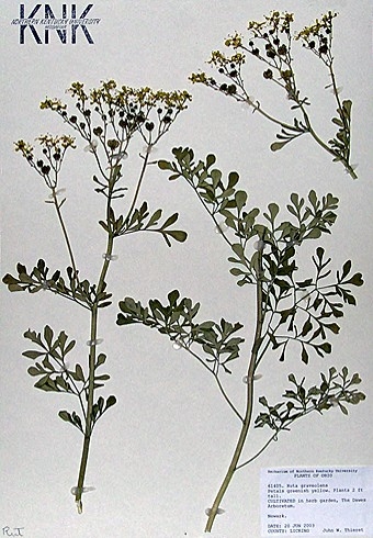 Ruta Graveolens specimens