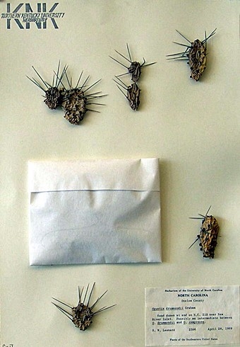 Opuntia Drummondii (Cockspur Prickly Pear) specimen