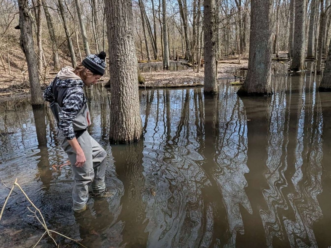 A field researcher walks through REFS woodlands after a flood.