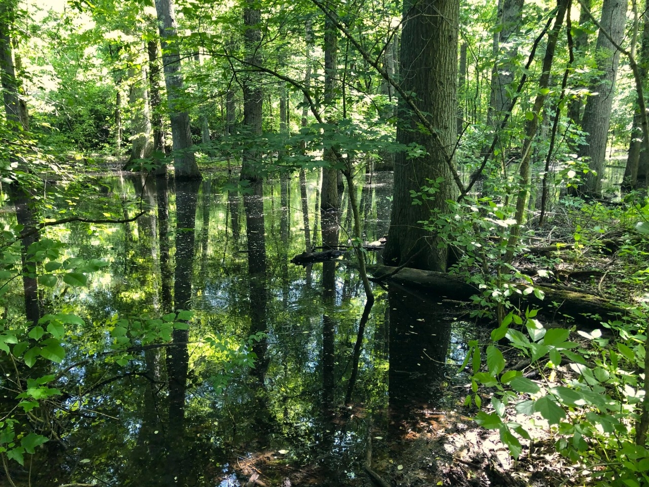 The vibrant wetlands at St. Anne Woods and Wetlands