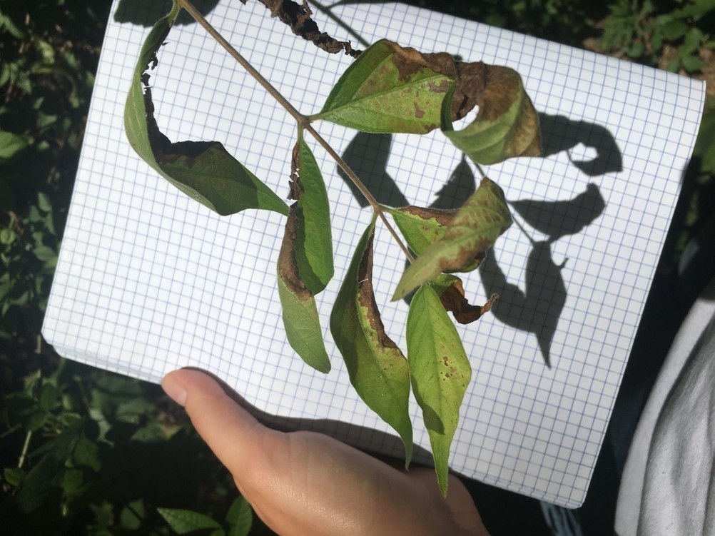 honeysuckle blight
