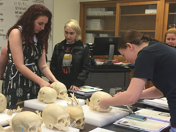Anthropology students in classrom, looking at skulls