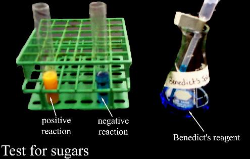 benedicts test