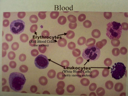 blood cells