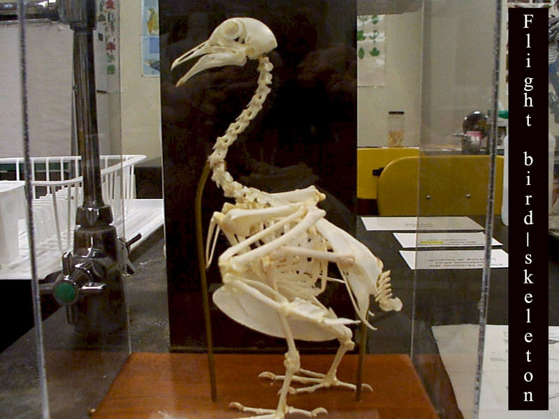 pigeon skeleton