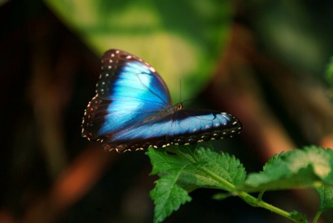 butterflies of inbio