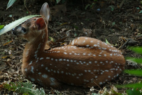 Pregnant Mother Deer