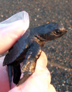 Close veiw of a baby sea turtle