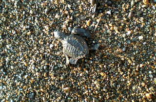 Close veiw of a baby sea turtle in the sand