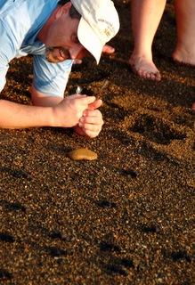 Professor Durtsche looking at the baby sea turtles in the sand