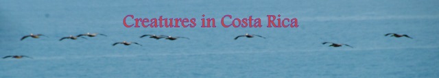 Creatures in Costa Rica