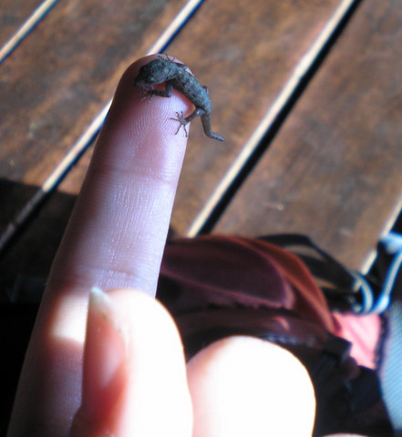 Baby gecko on finger