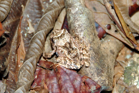 Frog camouflaging in leaves