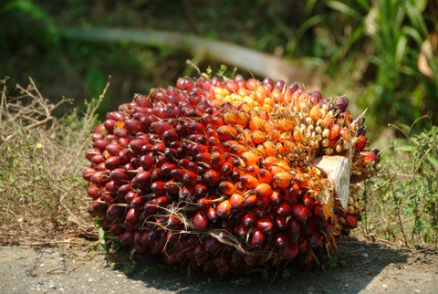 oilpalmfruit