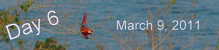 Punta Marenco Bird