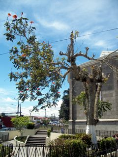 tree by basilica