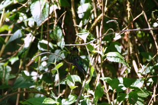 Many colorful birds were found while looking for the quetzal.