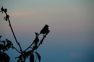 An unknown bird backdropped by the twilight sky.