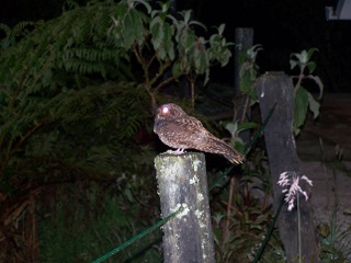 An owl spotted in the early morning before we left for our hunt of the Quetzal