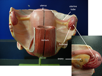 female reproduction