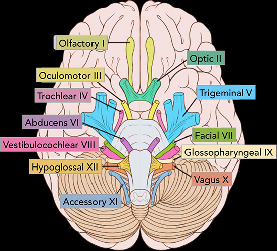 cranial nerve tests