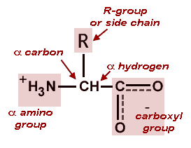 Basic structue of an amino acids: alpha carbon, alpha hydrogen, alpha carboxyl group, alpha amino group and R-group