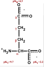 Chemical structure of glutamic acid