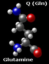 molecular structure of glutamine H2N-CO-(CH2)2-CH(NH3)-COO