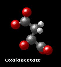 Molecular Structure of oxaloacetate COO-CH2COCOO-