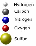 Legend describing the atoms of hydrogen, carbon, nitrogen, oxygen and sulfur found in amino acids