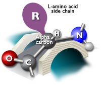 basic structure of amino acid demonstrating that the R group of L-amino acids is on the left