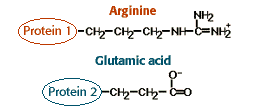 Protein 1= arginine C6H14N4O2 . Protein 2 = glutamic acid C5H9NO4 
