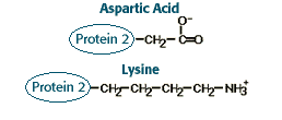 Protein 2= aspartic acid C4H7NO4 , protein 2= Lysine C6H14N2O