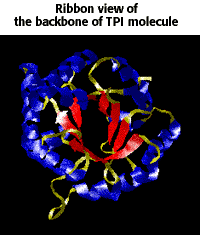 Ribbon view of the backbone of TPI molecule and a link to a QuickTime movie of the same rotating