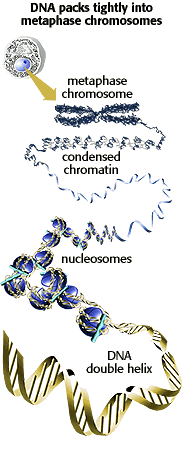 Illustration of DNA packed tightly into metaphase chromosomes