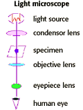 Illustration of a light microscope