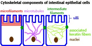 Cytoskeletal components of intestinal epithelial cells