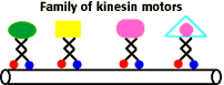 Family of kinesin motors