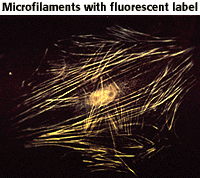 Microfilaments with fluorescent label