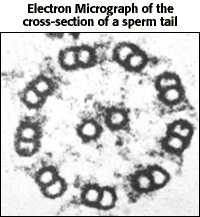 Electron Micrograph o the cross-section of a sperm tail