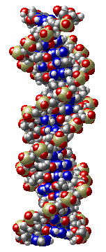 Graphic of DNA molecule